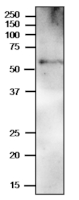 PYK10 | Beta-Galactosidase (C-terminal) in the group Antibodies Plant/Algal / Membrane Transport System / Endomembrane system at Agrisera AB (Antibodies for research) (AS20 4410)